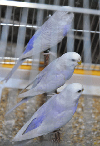 ライラック セキセイ インコ